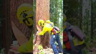 #treeremoval #logging #cutting #worker #arborist #america #chains