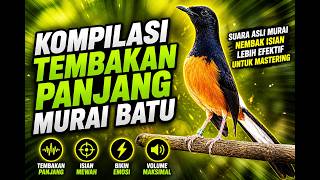 MURAI BATU FULL ISIAN TEMBAKAN MEWAH KRETEKAN KERAS SANGAT AMPUH MELATIH MURAI BATU BONGKAR ISIAN