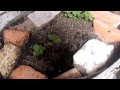 HUERTO DE ALEX 5 CULTIVO DE PAPA EN MACETAS