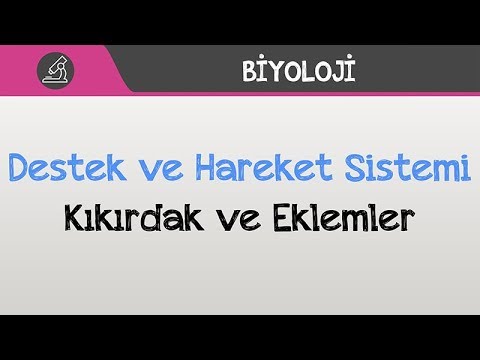 İnsan Fizyolojisi /  Destek ve Hareket Sistemi - Kıkırdak ve Eklemler