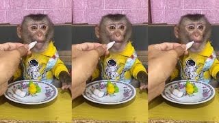 Funny baby monkey eating sound 😂 cute animal ASMR 🐵 Best Tiktok May 2024 part 120