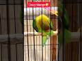 Mango Got Confused Again 😂 | The Funniest Bird Love Drama Ever #storybird #birdgirl #thebirds #floof