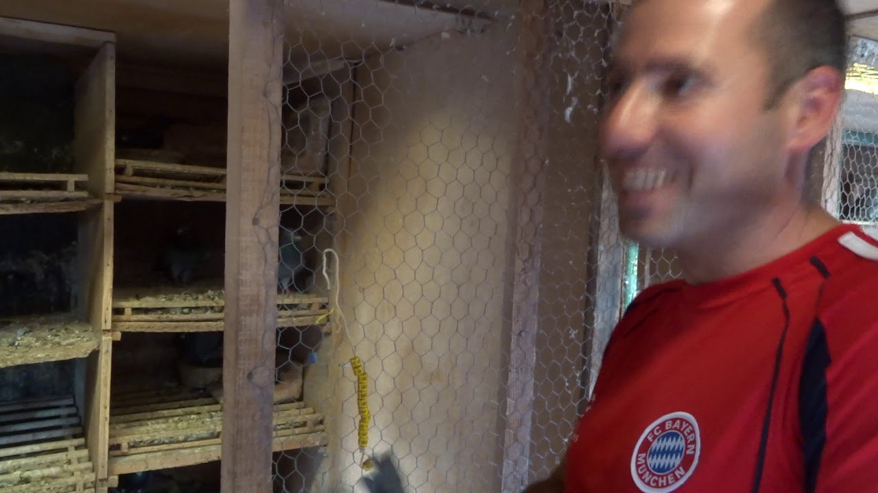 Columbomania.ro - Stancu Ion Caracal si Purcarea Cosmin, columbofilie interactiva part 2