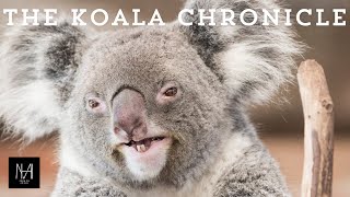 'Whispers from the Forest: The Koala Chronicles'