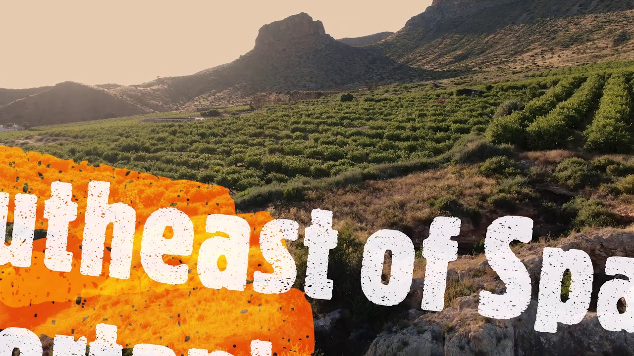 Secrets of the Longfingered Bat in the Spanish Southeast bats YouTube