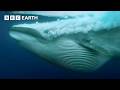 Nature's Best Moments with David Attenborough 🌿