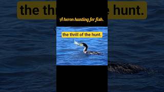 the thrill of the hunt.#inshot #pixabay #viralshorts