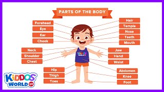Teaching The Human Body Parts Names Chart