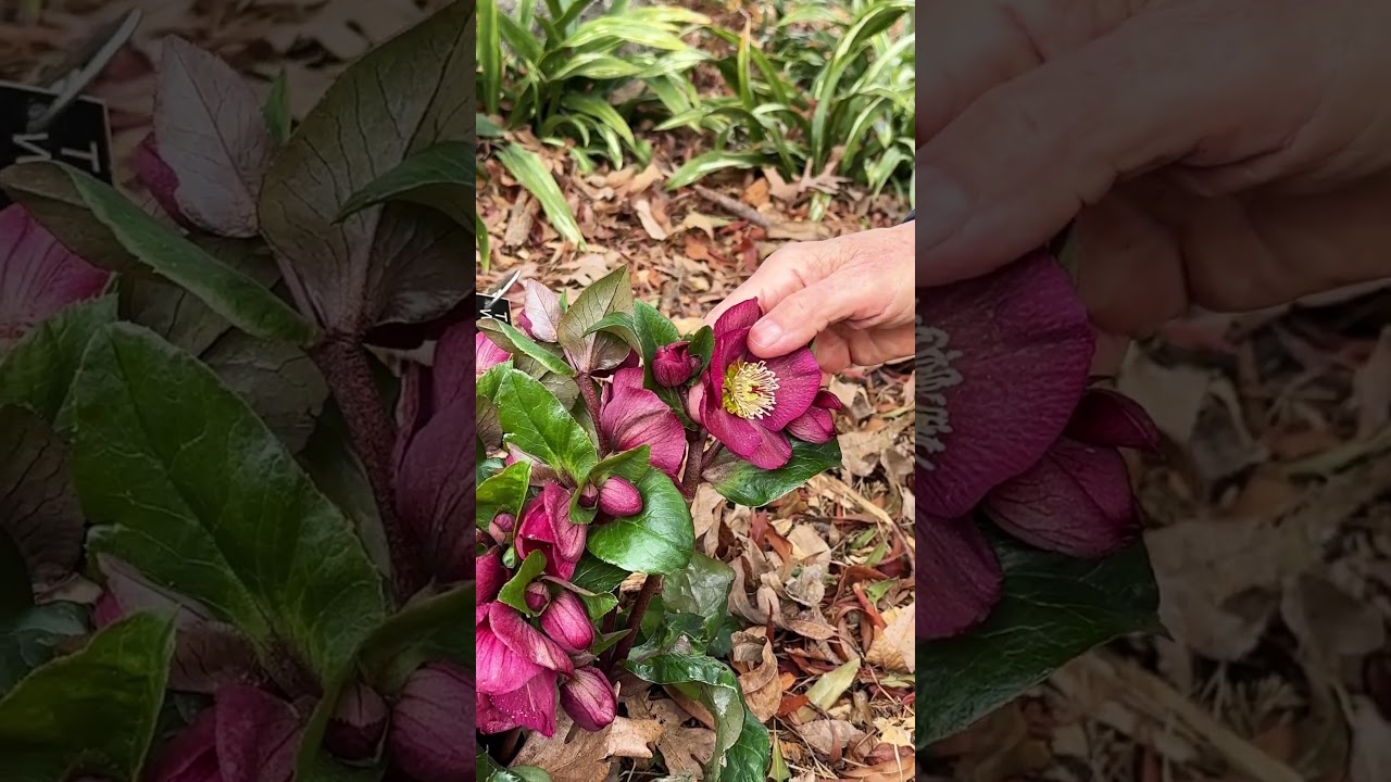 Helleborus x iburgensis 'Bennotta'