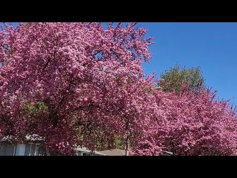 Video: Hur Blommar Askan? 8 Fotobeskrivning Av Blomning. Vilken Månad Blommar Den På Våren? Vackra Exempel