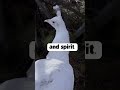 Peacocks: Did you Know Part 2 - Fun Facts about Peacocks, Pea Hens and Pea Fowl