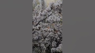 Thumbnail of Apricot flower #short #shorts #ytshorts #viralshort #viralshorts