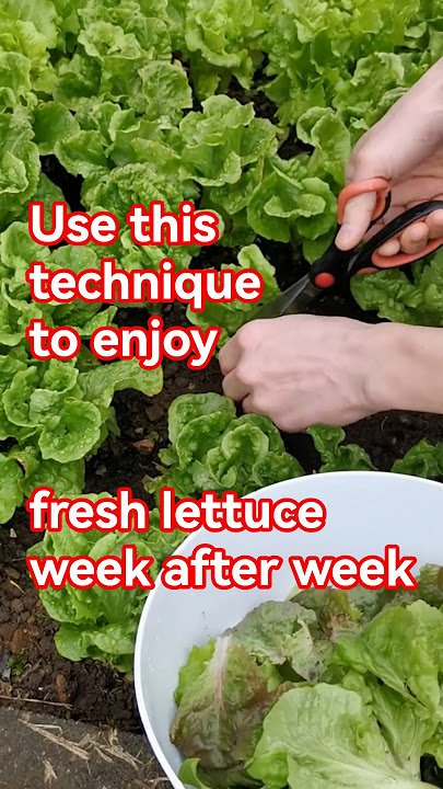 How to Harvest Lettuce from Garden: Easy Tips for Fresh Greens