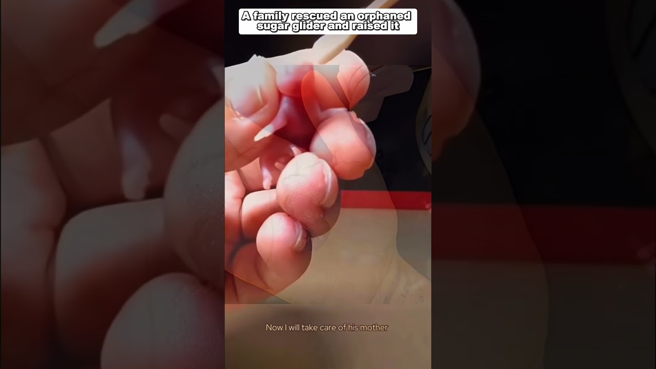 A family rescued an orphaned sugar glider and raised it 