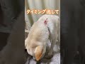 タイミングを逃して甘えられなかった柴犬はこうなりました(笑)#shorts