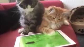 Śmieszne koty - część 6