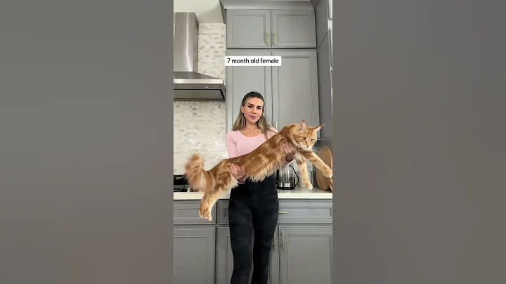 Video 8178251: mainecoon big cat, female mainecoon cat, maine coon cat, male maine coon