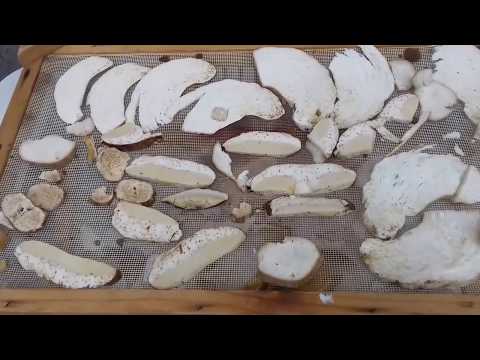 Video: Regole Per L'essiccazione Dei Funghi