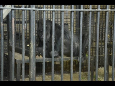 25 05 2014 Gorilla Toni Bei Der Wdr Sendung Tiere Suchen Ein