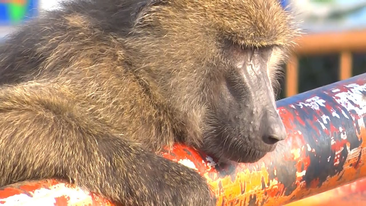 ヒヒの城 Baboon 日本モンキーパーク Youtube