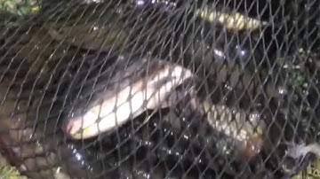 Một đêm cắm câu ngày đầu mùa đông được rất nhiều cá lóc khủng