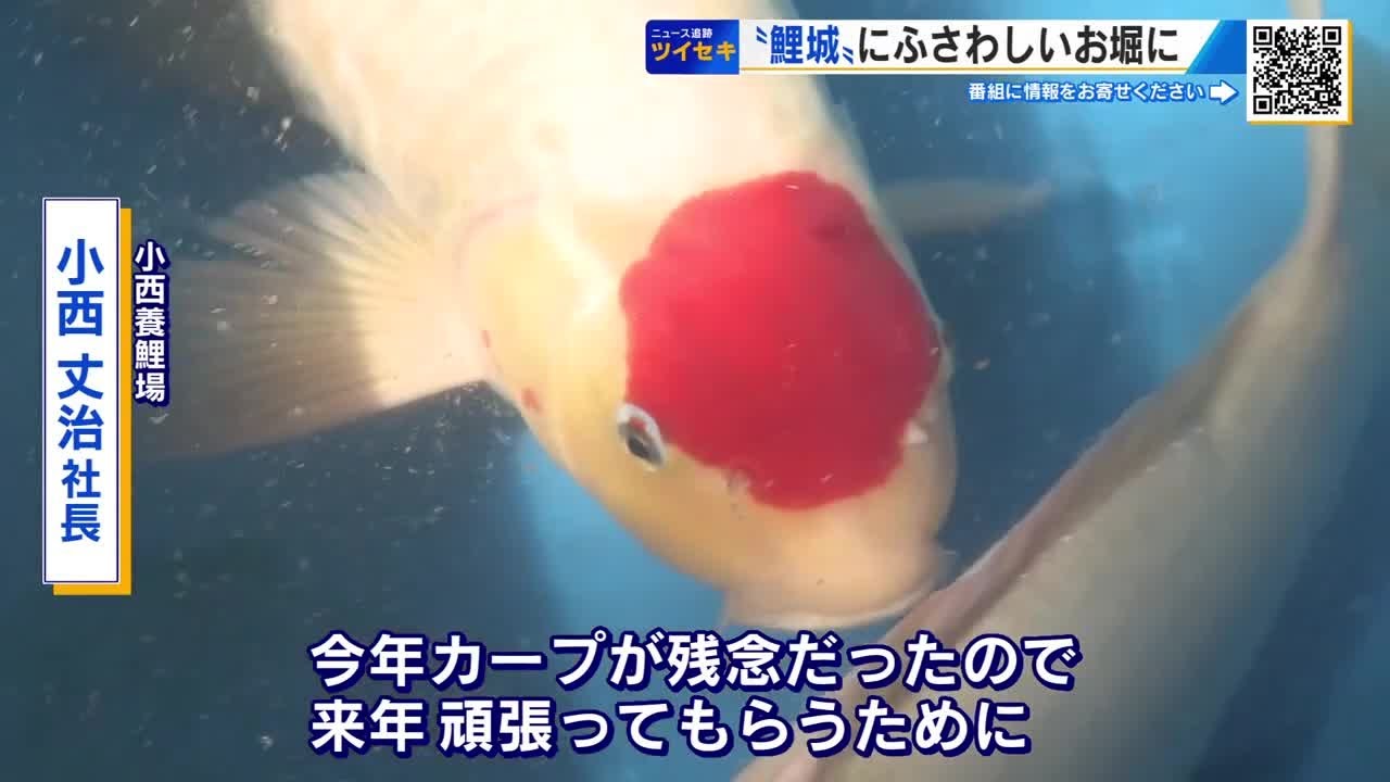 鯉城」にふさわしいお堀に 広島のシンボル「ニシキゴイ」を放流 今では
