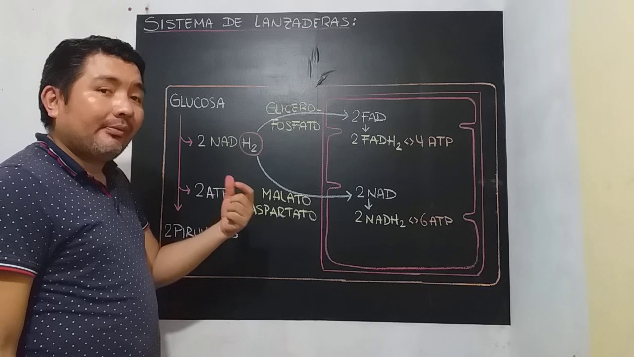 Respiración celular: Parte 6 - Sistema de Lanzaderas