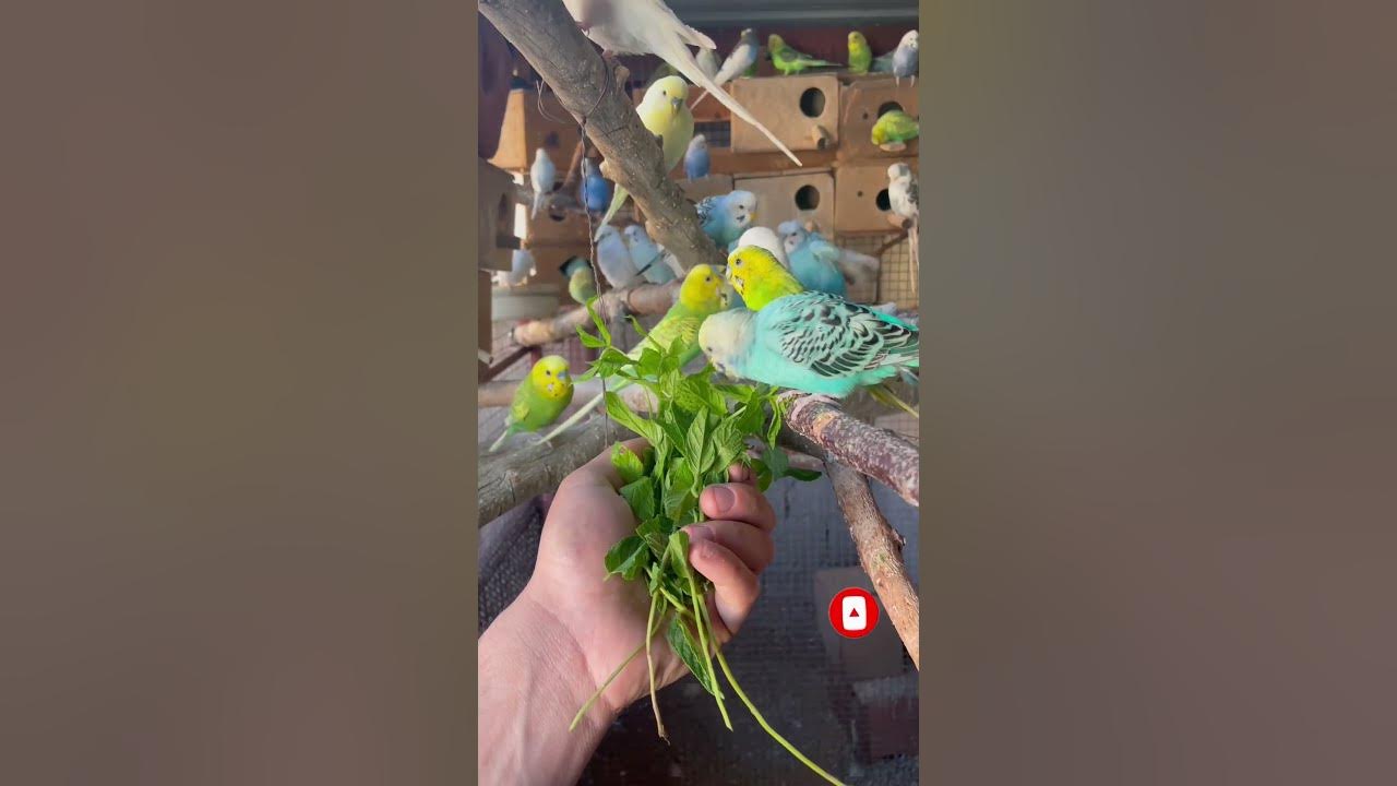 Healthy Treats for Budgies Mint Leaves Edition! shorts pets birds shortsvideo budgies
