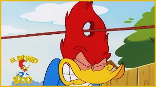 El Pájaro Loco en Español | 1 Hora de Compilación | Dibujos Animados en Español
