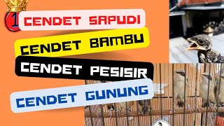 Jenis-jenis Cendet Jatim #kicaumania  #sapudi #gunung #pesisir