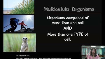 Lesson 1.3 Video Lesson, part 2