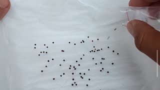 Grow Mustard Greens Seeds Using Tissue & Egg Cartons