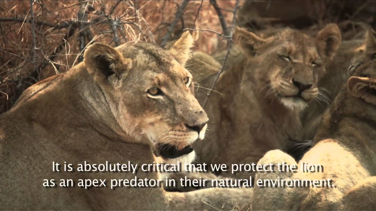 One United Roar calls for No trade in Endangered Species.