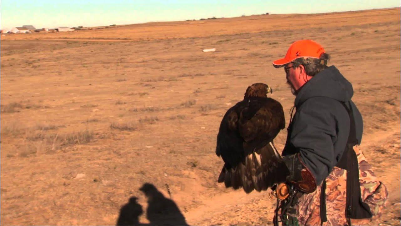 Oklahoma Falconry (basics, rabbit hunt with a golden eagle) YouTube