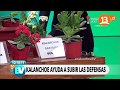 ¿Cómo preparar el kalanchoe? | Bienvenidos