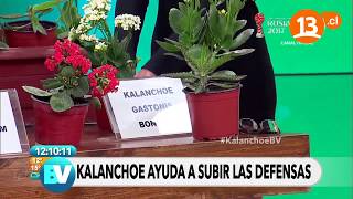 How to prepare kalanchoe? | Welcome