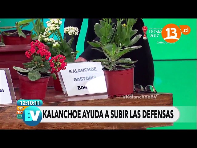 manchas blancas kalanchoe