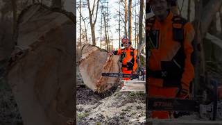 🪓 20 Fm Pappel mit 124cm BDH 🪓 Anzeige. #forstwirtschaft #waldarbeit #wald #motorsäge #chainsaw