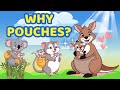 Why Some Animals Have Pouches🐨STEM Learning Story for Kids🦘Why do Kangaroos and Koalas have pouches?