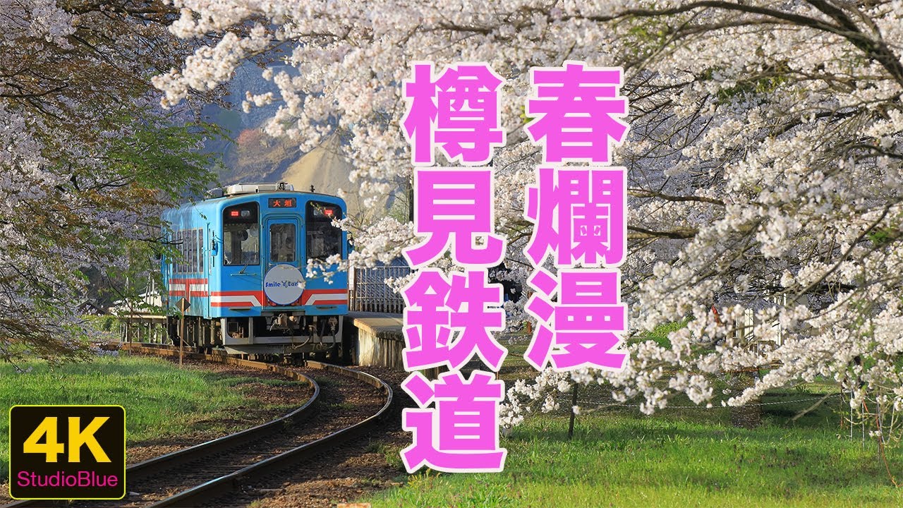 鉄道風景】春爛漫＆桜満開の樽見鉄道 / Cherry-blossom Tarumi Railway