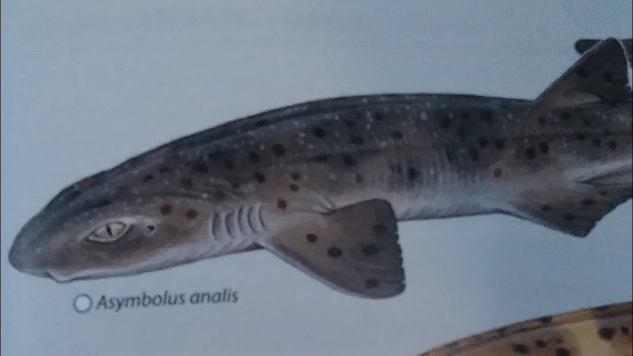 How To Draw a Grey Spotted Catshark YouTube