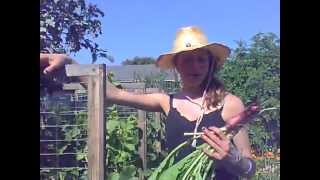 radish harvest, baby!
nova picking radishes!
white isicle, red giant and watermelon varieties radish harvest, baby!