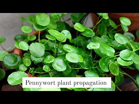 Видео: Worled Pennywort гэж юу вэ: Бөөнцөр Pennywort ургамлын тухай мэдээлэл