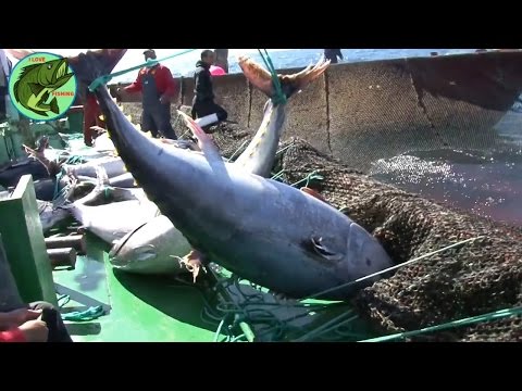 Video: Animal Cross Tuna: Cum Se Prinde Tonul și Se Găsește Locația Debarcader în Noile Orizonturi