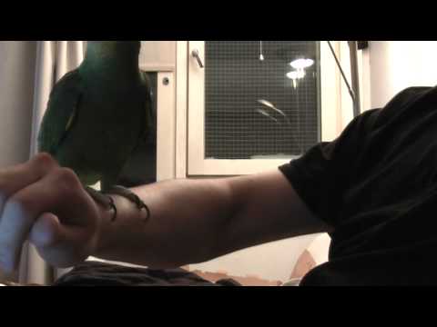 Nail trimming an amazon parrot Nail trimming an amazon parrot