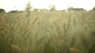 TSL Grass Wind Loop
