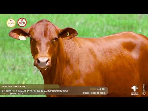 LOTE 81 - GRAMA 7162