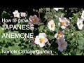 How to grow Japanese Anemone