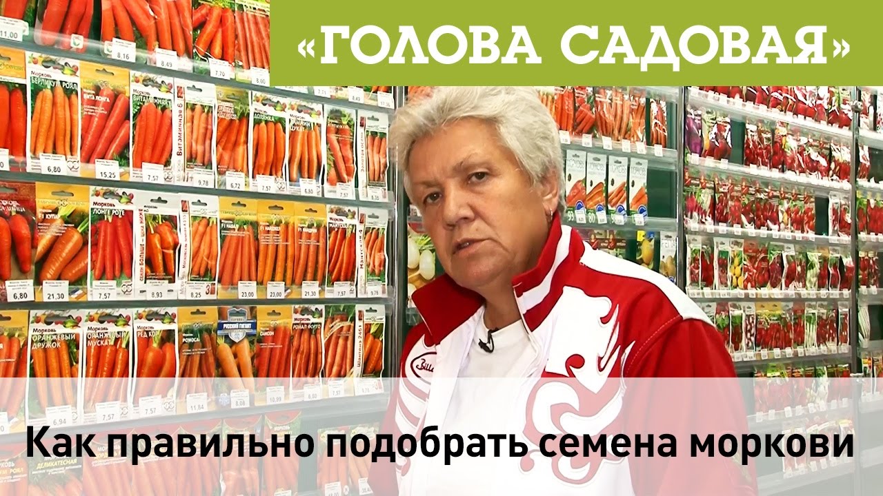 Голова садовая - Как правильно подобрать семена моркови под посадку