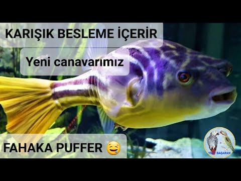 Video: Fahaka Kirpi Nasıl Korunur?